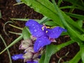 Macro shot of the Inchplant, spiderwort and dayflower Tradescantia Ãâ andersoniana `Caerulea plena` flowering with double blue